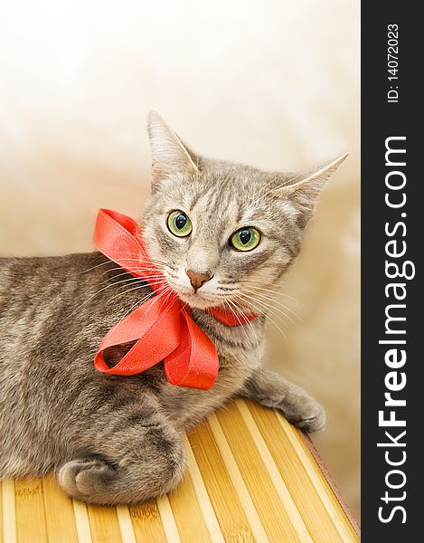 Smoky cat with red bow on table