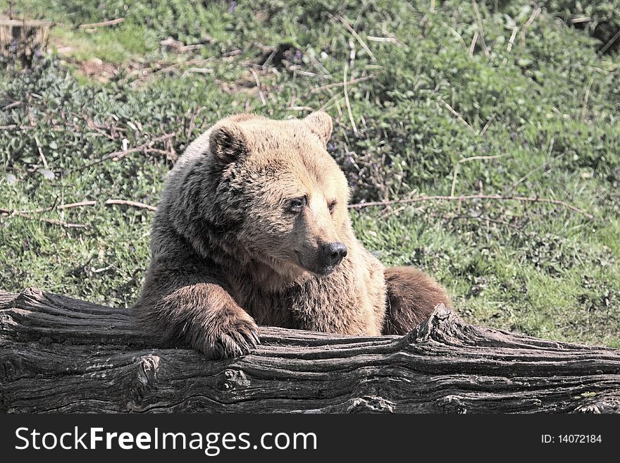 European brown bear resting against a fallen tree trunk