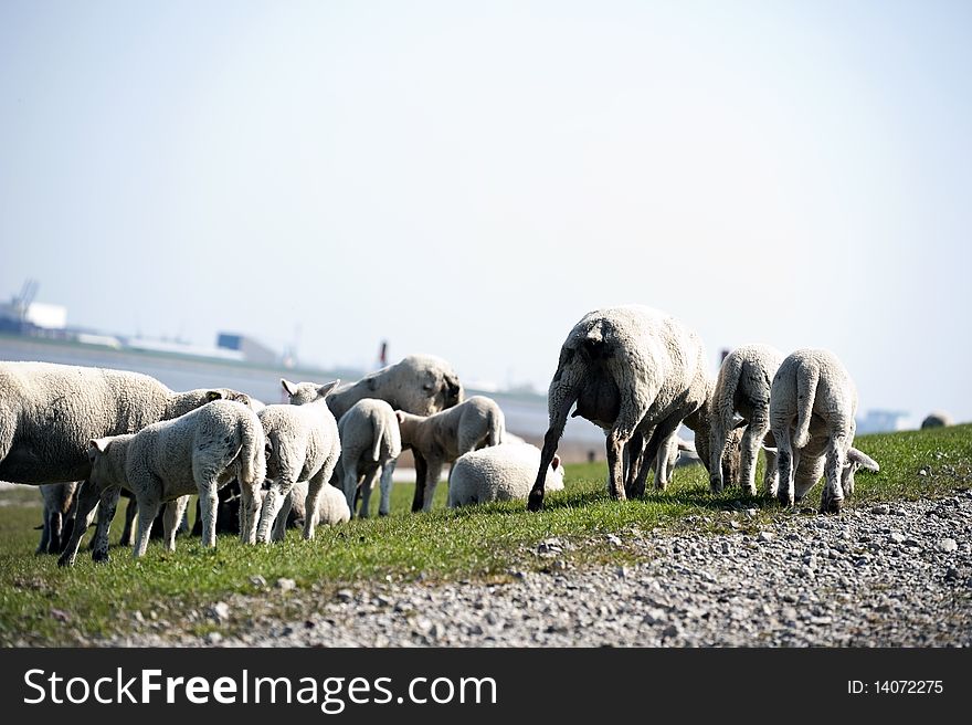 Sheep Flock Herd On Dike