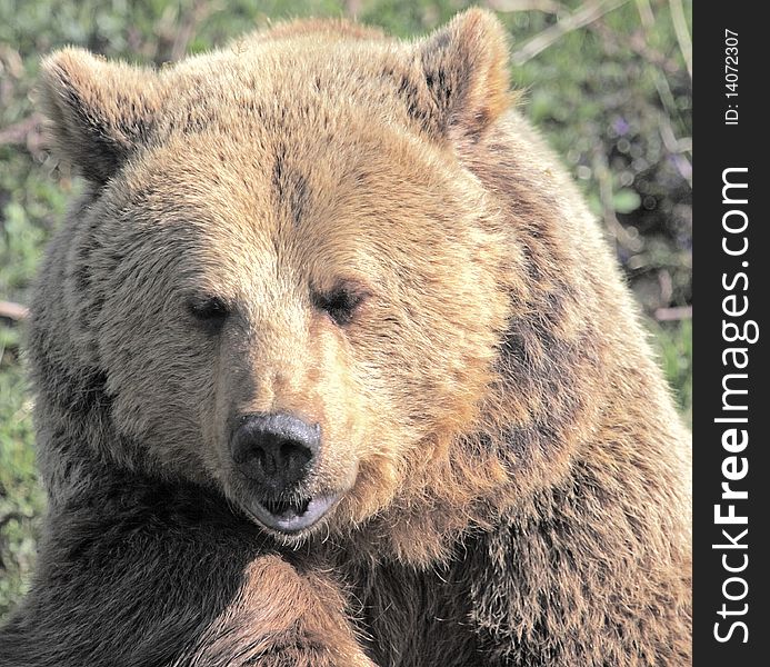 Head shot of a European brown bear. Head shot of a European brown bear