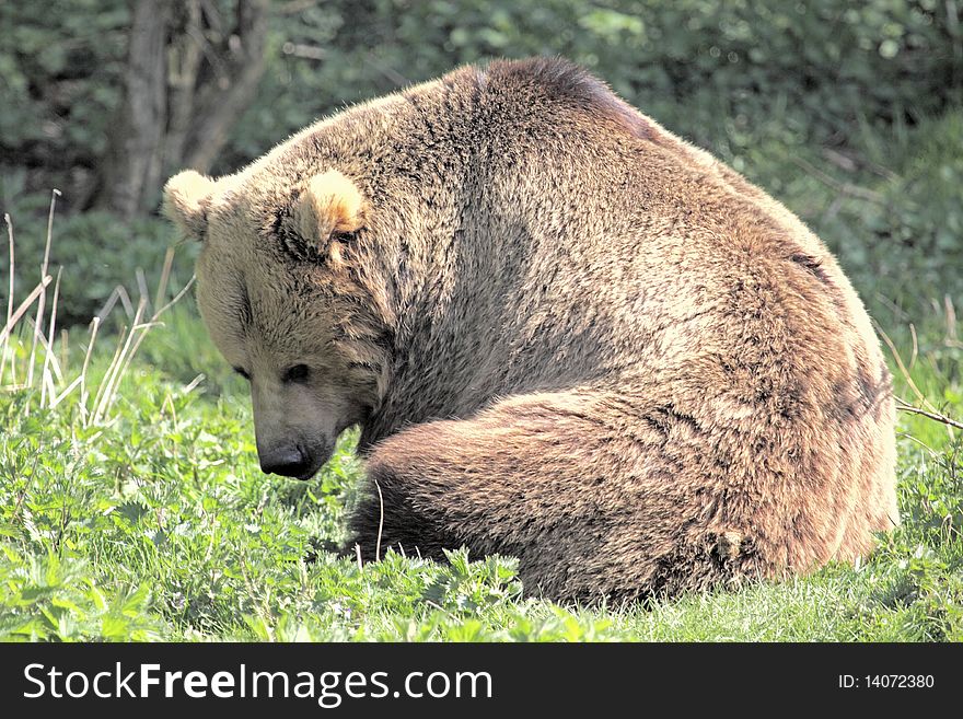 European brown bear settling itself down for a rest. European brown bear settling itself down for a rest