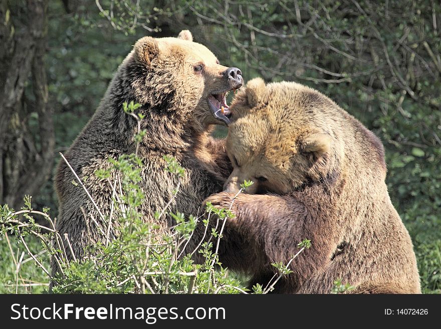 Two European brown bears having a wrestling match. Two European brown bears having a wrestling match