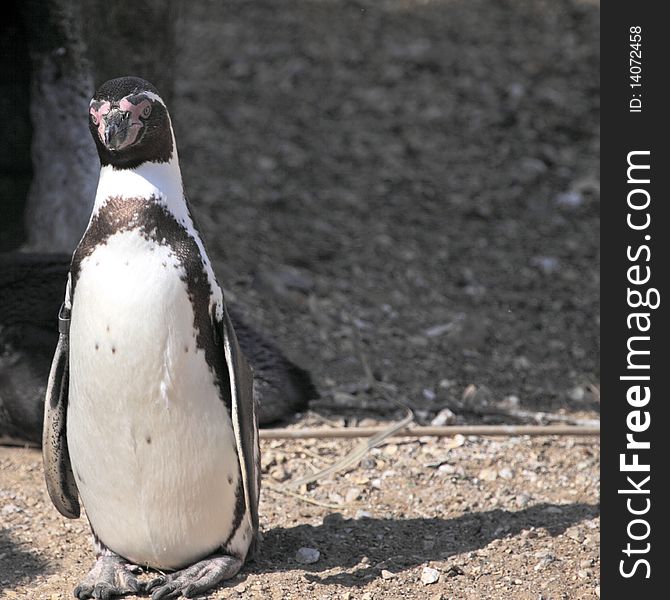 Adult captive Humboldts penguin waiting for feeding time