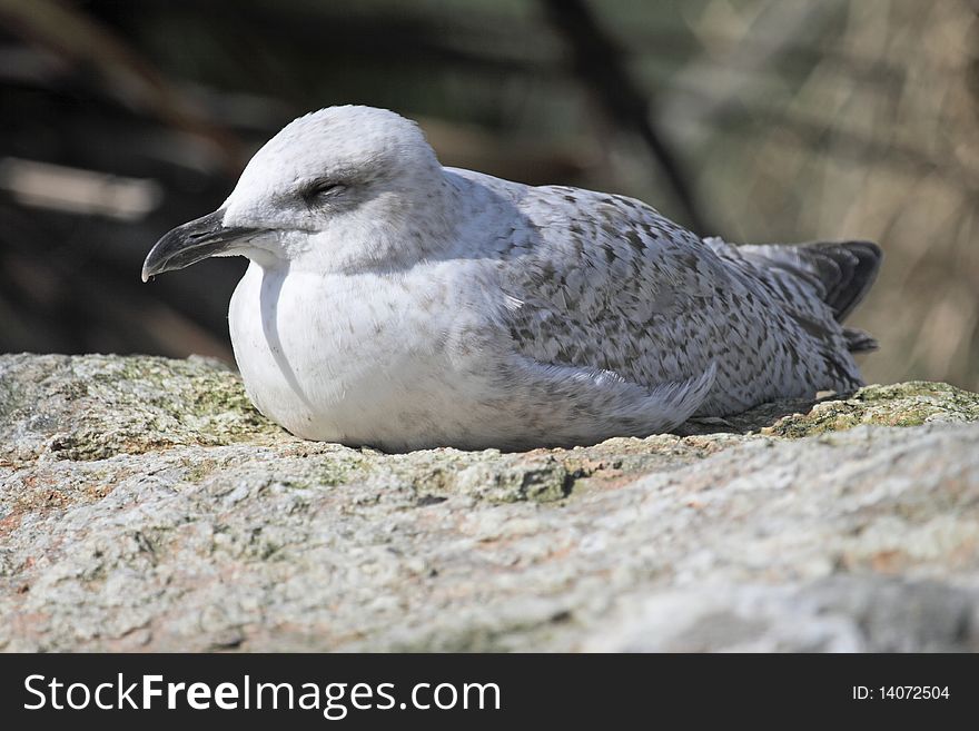 Tired seagull taking a nap. Tired seagull taking a nap