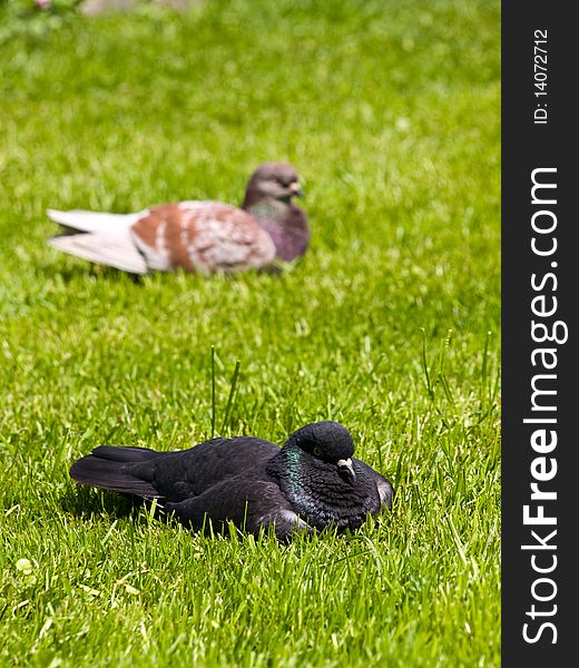 Picture of two pigeons with a focus on first