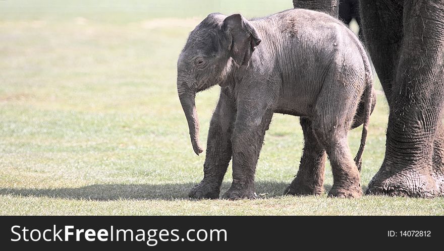 A 6 day old Asian elephant calf appears to be a little unsteady on it's legs. A 6 day old Asian elephant calf appears to be a little unsteady on it's legs