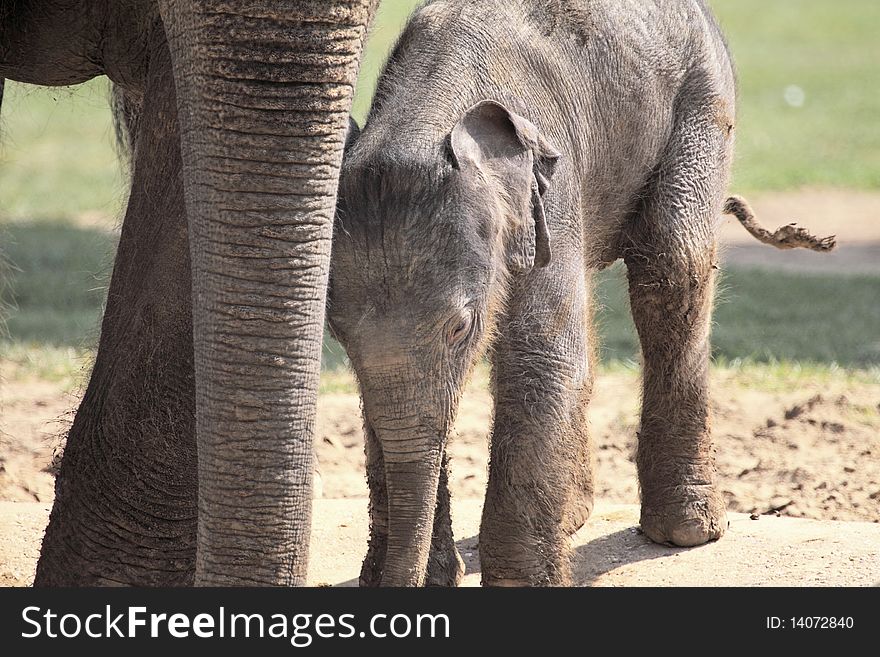 6 day old Asian elephant staying close to it's mother. 6 day old Asian elephant staying close to it's mother