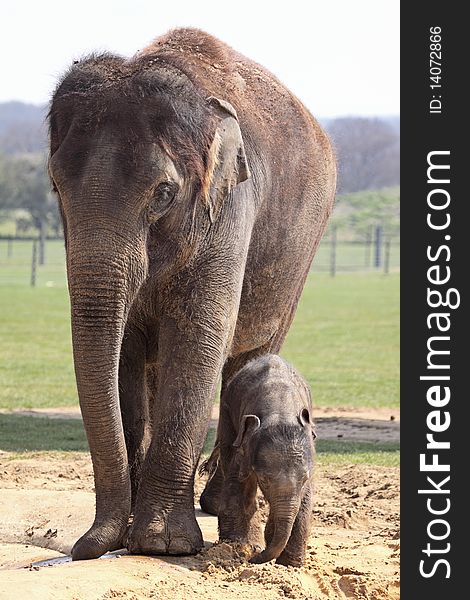 Asian elephant keeping a watchful eye on her 6 day old calf. Asian elephant keeping a watchful eye on her 6 day old calf