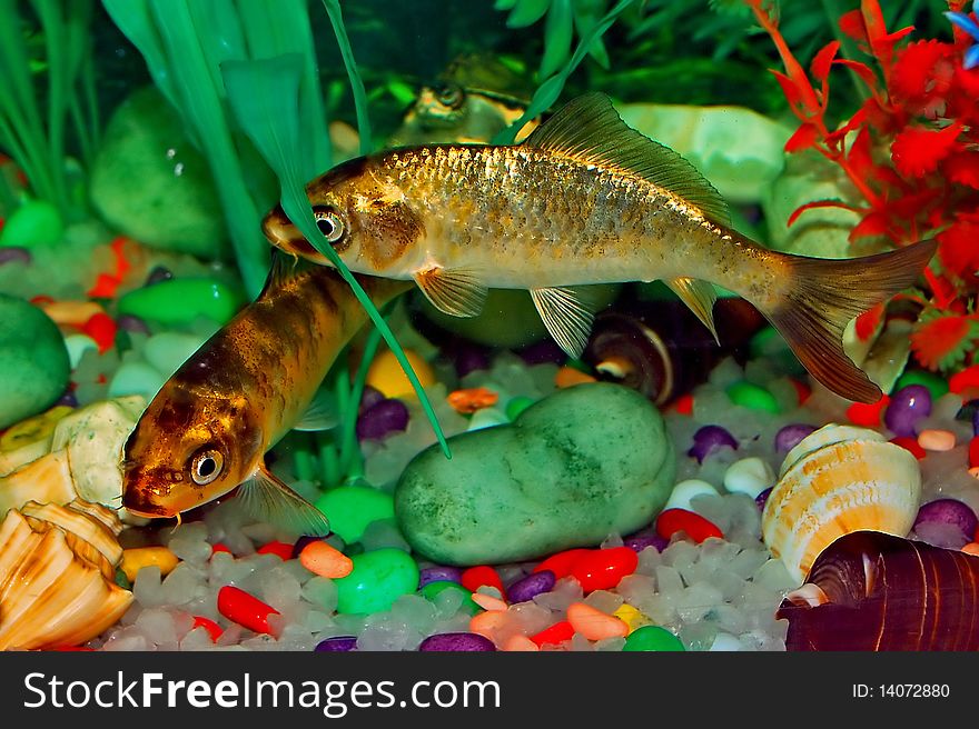 Fish In Aquarium