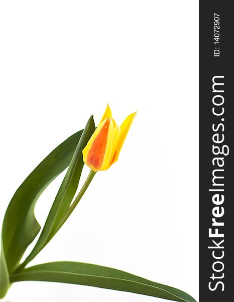 Yellow tulip in a bright background. Yellow tulip in a bright background