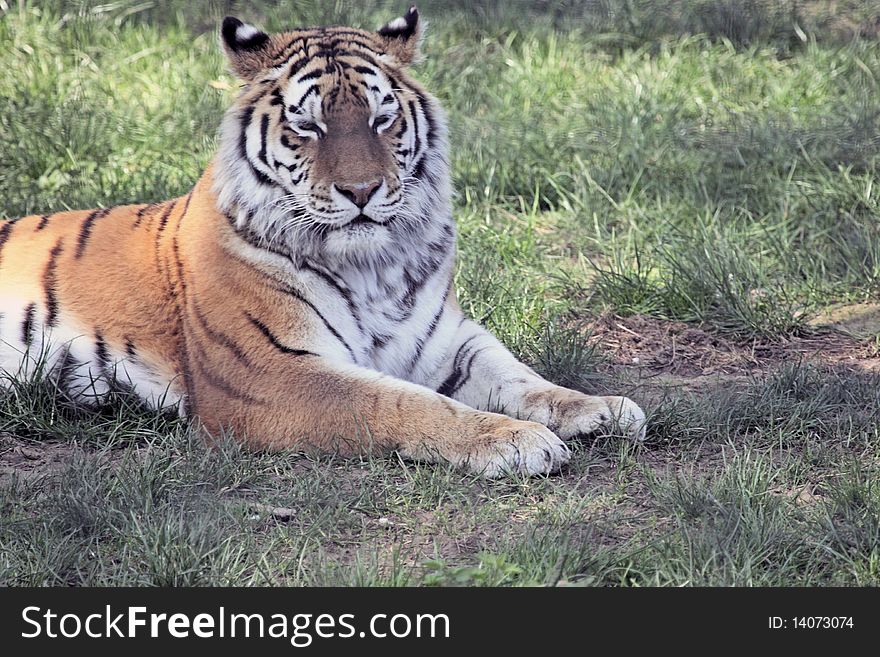 Siberian tiger stretched out on the ground. Siberian tiger stretched out on the ground
