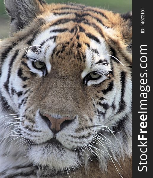 Close crop of an Amur tigers face. Close crop of an Amur tigers face