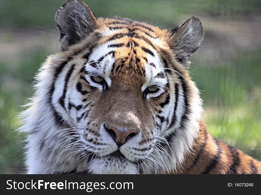 Close-up of a Siberian (Amur) tiger. Close-up of a Siberian (Amur) tiger