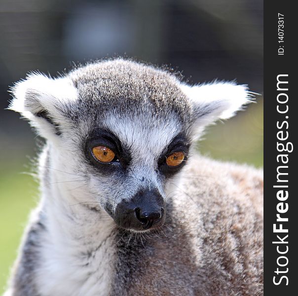 Close-up of a Ring-tailed Lemur's Face. Close-up of a Ring-tailed Lemur's Face
