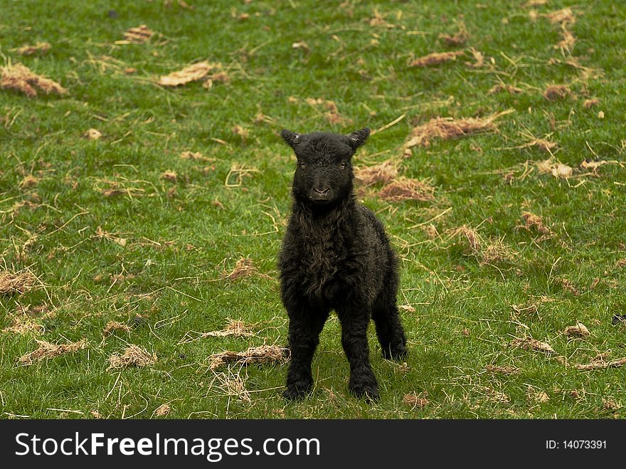 A young Black Spring Lamb. A young Black Spring Lamb