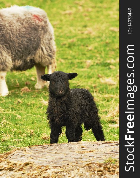 A young Black Spring Lamb - and tree trunk. A young Black Spring Lamb - and tree trunk