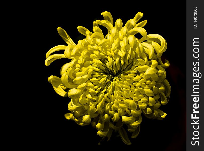 Yellow Dahlia and a black background. Yellow Dahlia and a black background