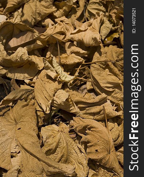 Dry leaves in thai forset. Dry leaves in thai forset