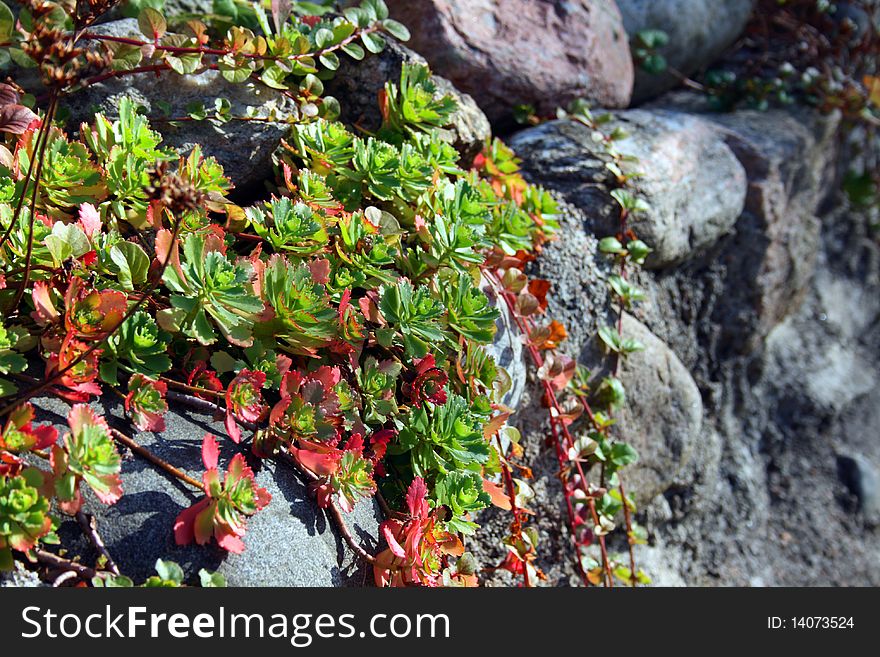 Green and red color plant on the rock. Green and red color plant on the rock