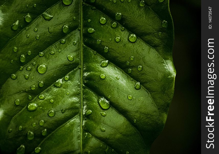 Drops of rain on a leaf. Drops of rain on a leaf