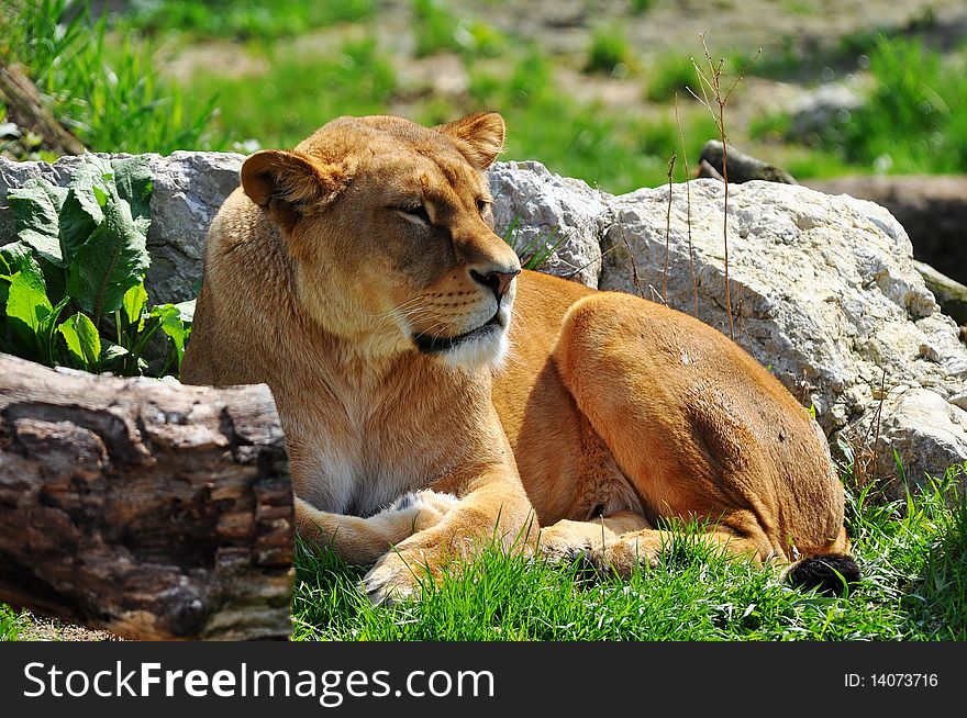 A lioness is a female member of the species Panthera leo.