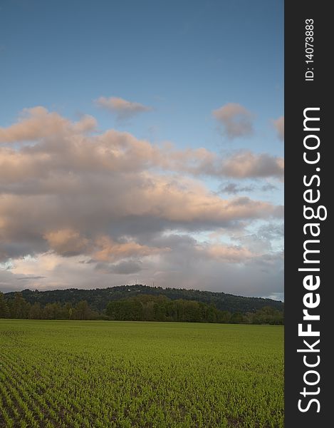 Green spring farm fields under a big sky in Oregon