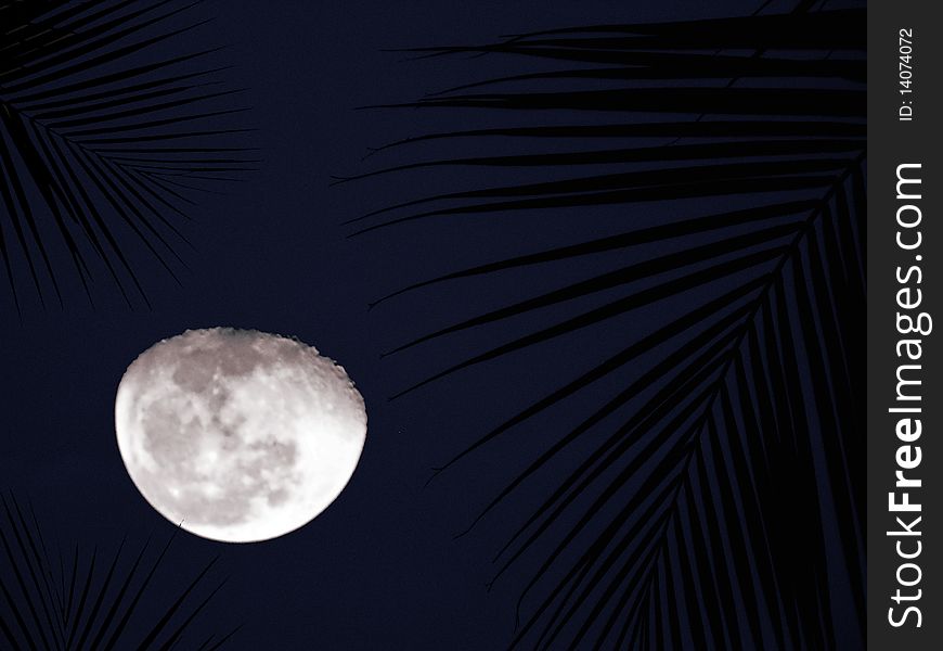 Moon with leaves around at night looks like lines around the white beauty