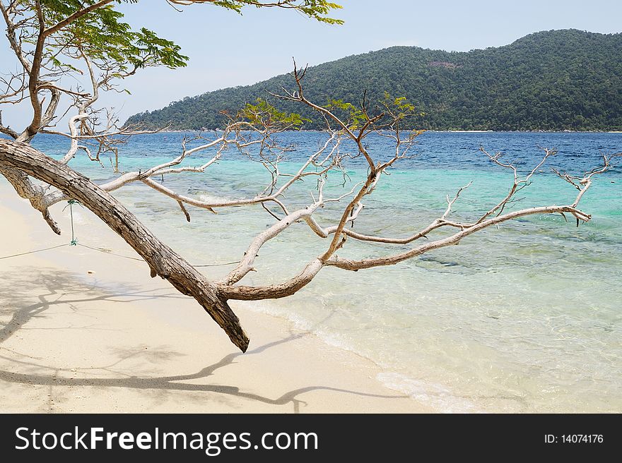 Trees on the beach in Thailand