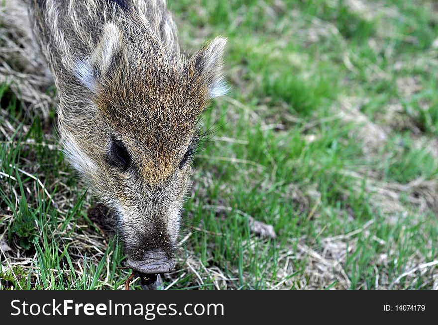 It is a young wild boar