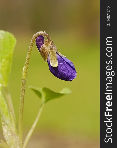 Blooming small violet in the forest. Blooming small violet in the forest