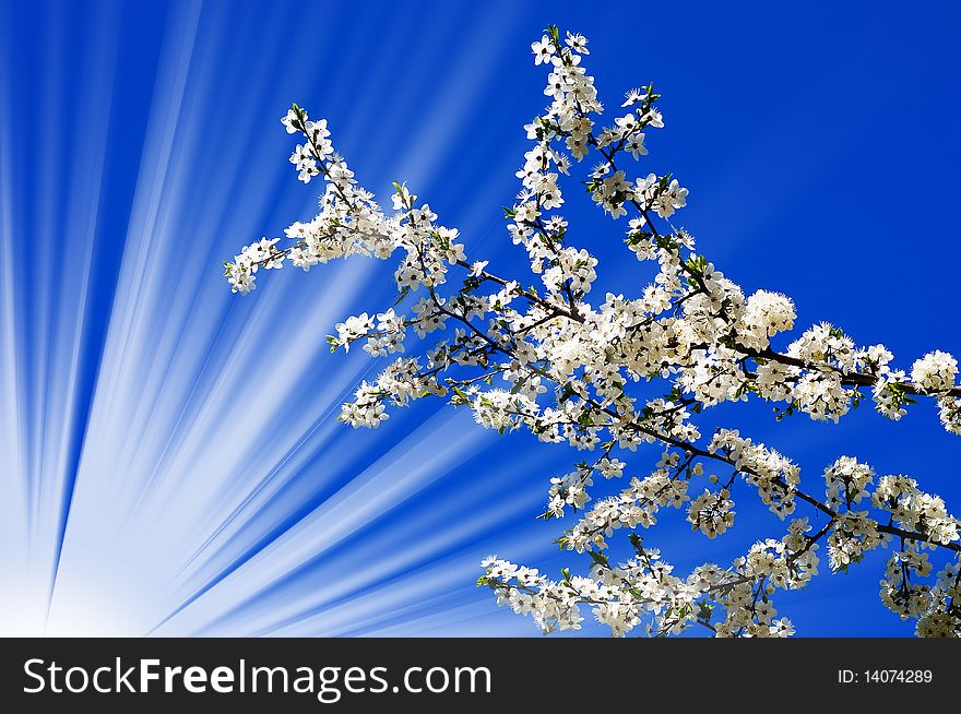 Plum branch blossom and sunbeams on the background of sky by spring. Plum branch blossom and sunbeams on the background of sky by spring.