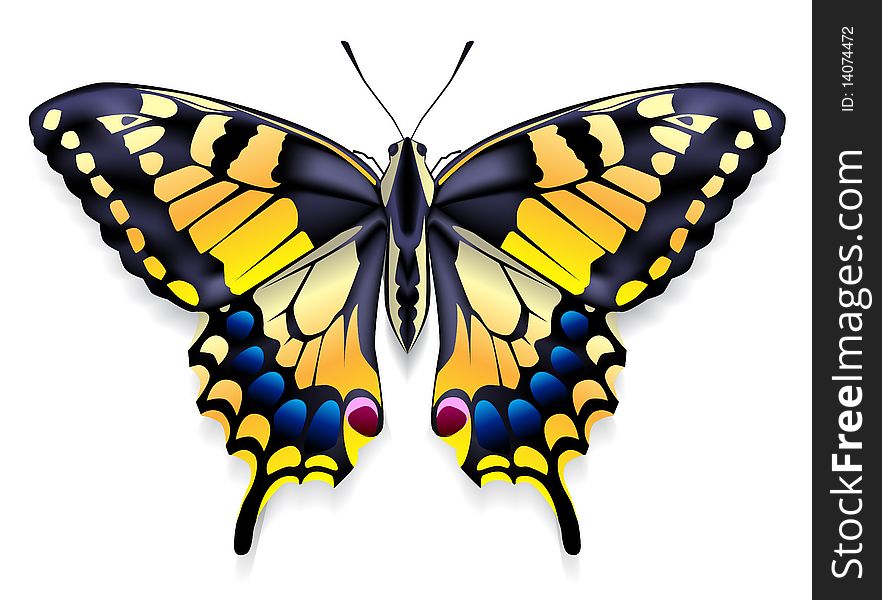 Image of a butterfly with yellow wings. Image of a butterfly with yellow wings