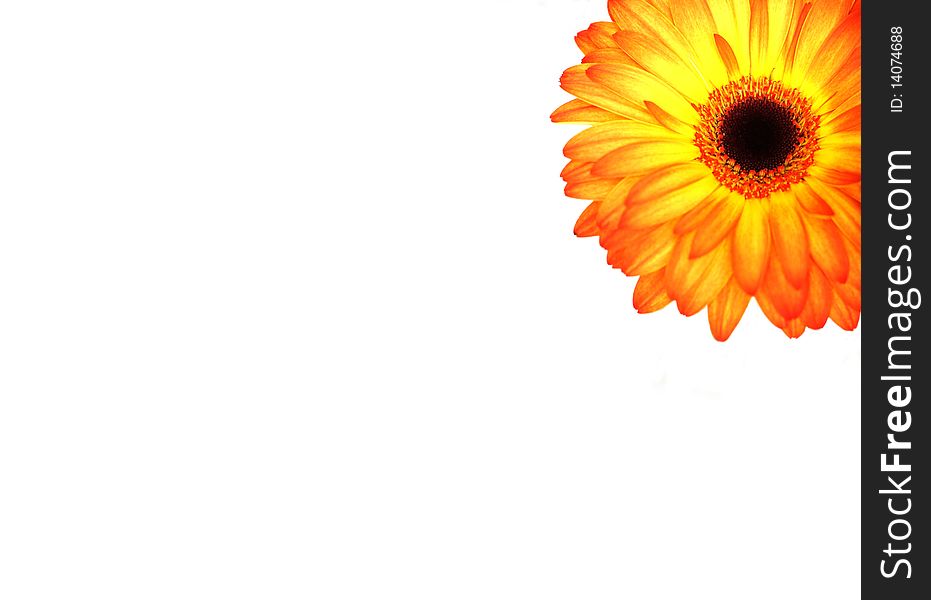 Beautiful background with orange and yellow gerberas. Beautiful background with orange and yellow gerberas