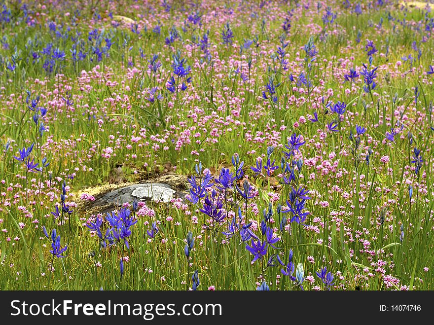 Camas Flowers growing along side pink flowers during spring. Camas Flowers growing along side pink flowers during spring