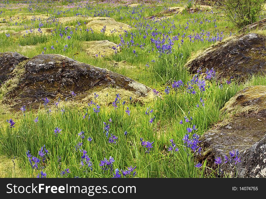 Camas Flower Meadow