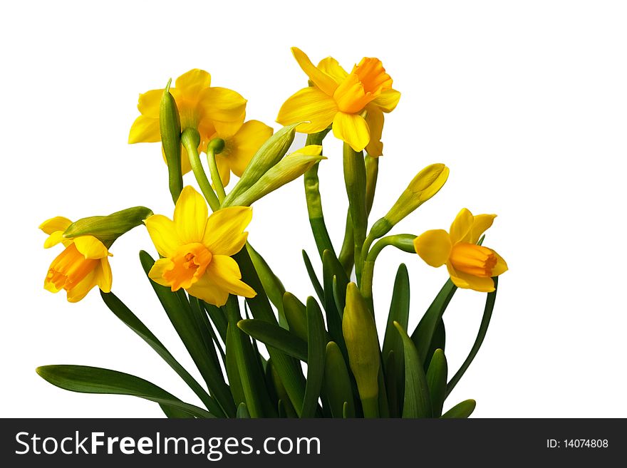 A set of vibrant yellow flowers isolated on white. A set of vibrant yellow flowers isolated on white