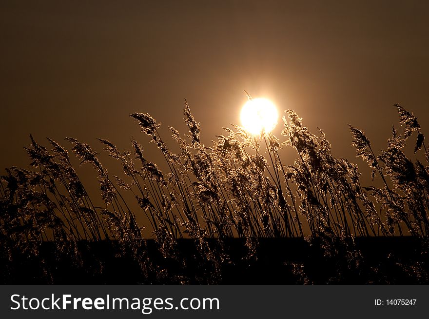 Tall reeds with strong backlight from a low evening sun. Tall reeds with strong backlight from a low evening sun