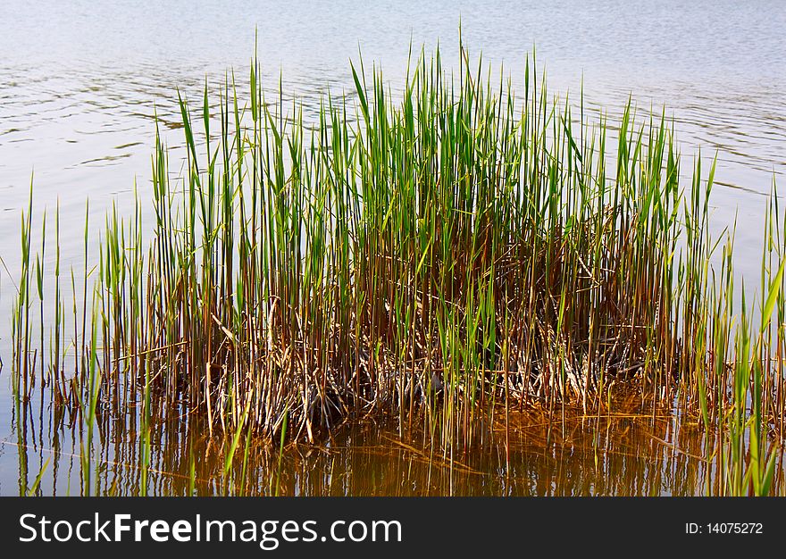 Green grass growing on the bank of lake