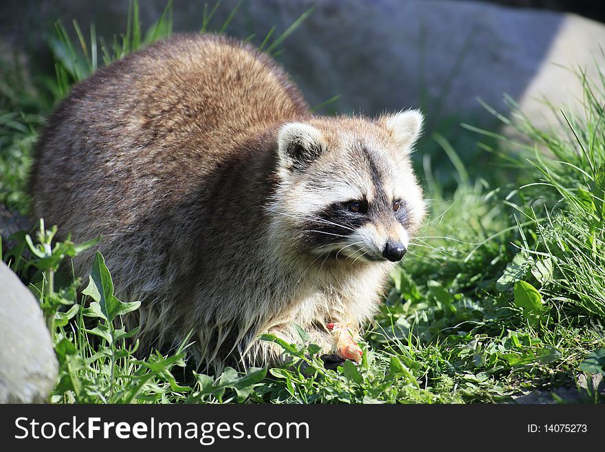 A photo of a raccoon