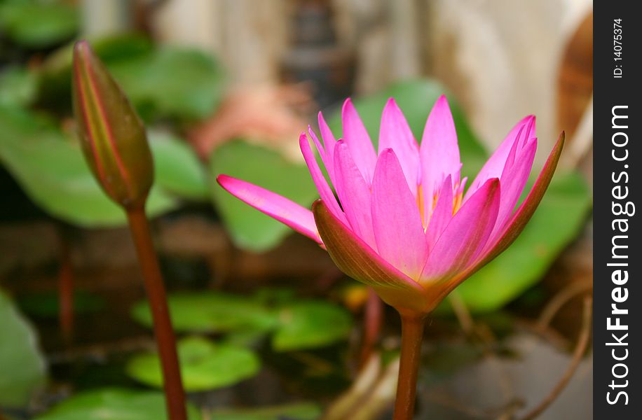 Nice pink lotus flower in a pond. Nice pink lotus flower in a pond