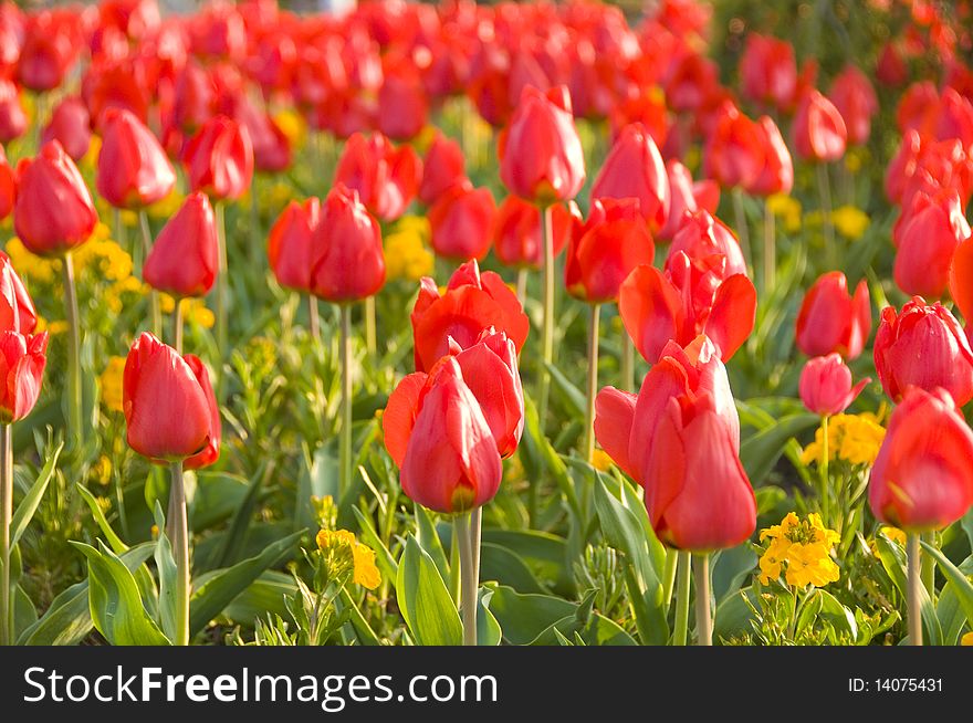 Photo of tulips in Stephens green park Ireland