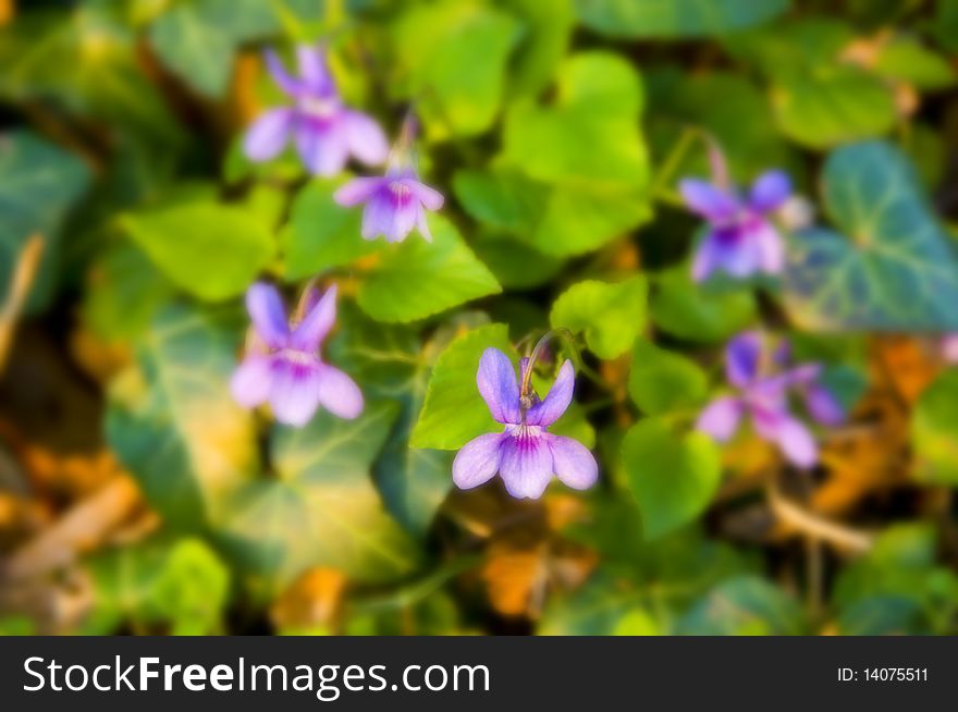 Viola in blur, spring flower