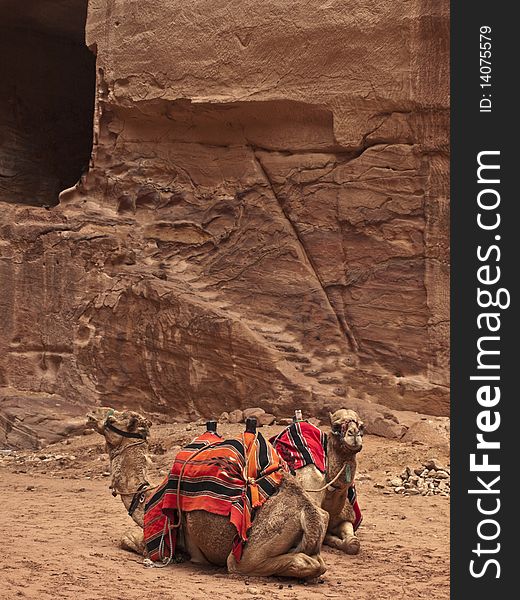 Petra in jordan with two camels, eighth wonder of the world the lost city. Petra in jordan with two camels, eighth wonder of the world the lost city