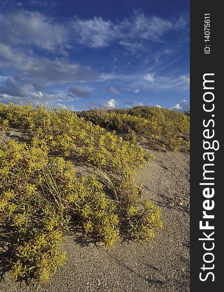 Dune vegetation in patagonia, Argentina, at sunset. Dune vegetation in patagonia, Argentina, at sunset.