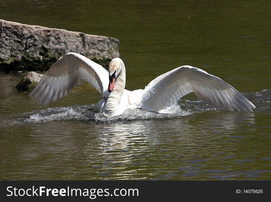 Mute Swan Defence Mode In Sun