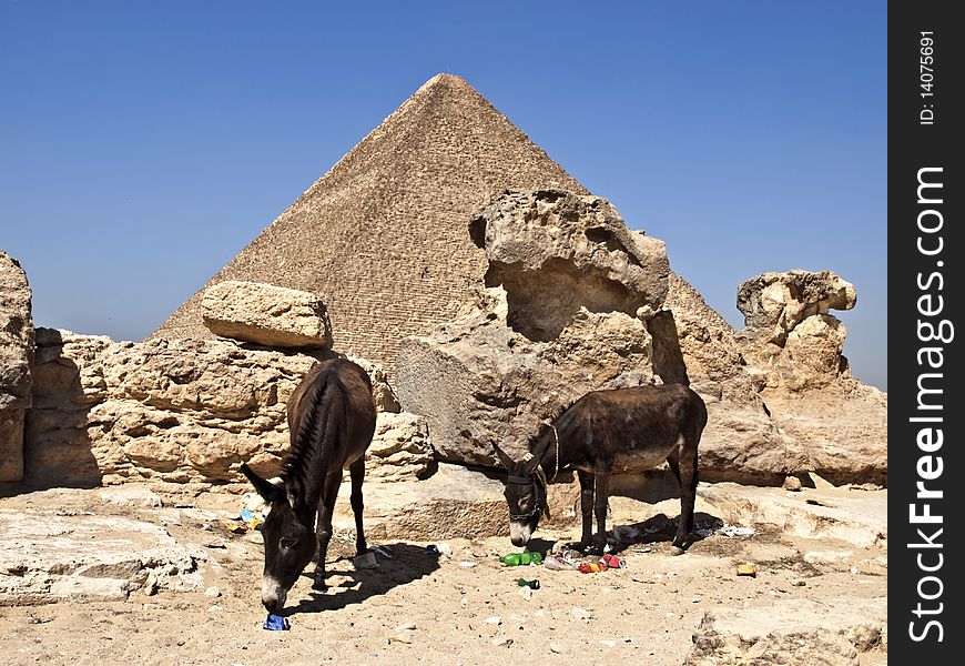 Pyramids in cairo egypt and two donkeys eating litter and rubbish