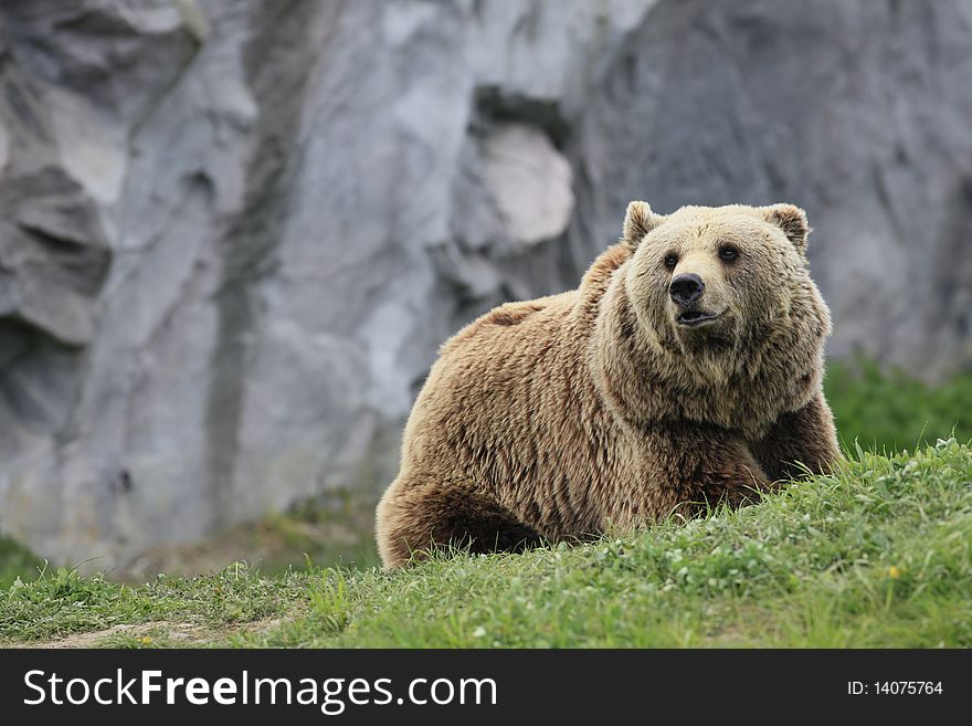 A photo of a brown bear