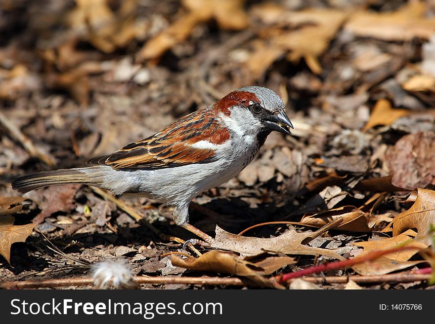 House Sparrow Male On Ground Feeding On Seeds In Sun