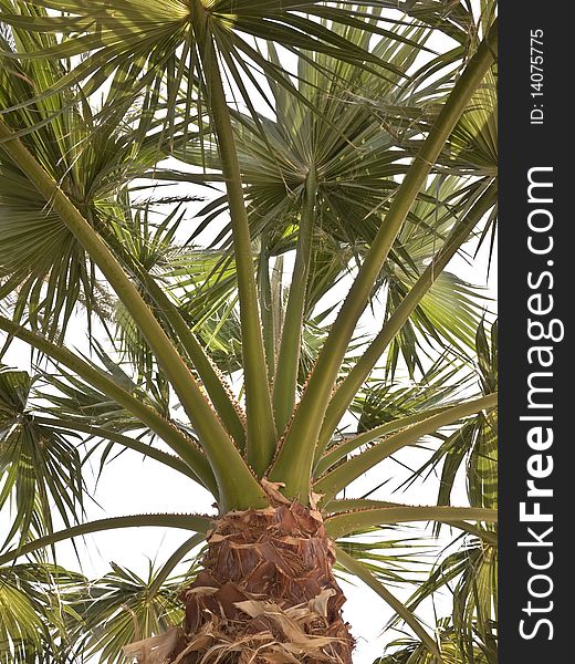 Palm tree top with leaves and stem and truck
