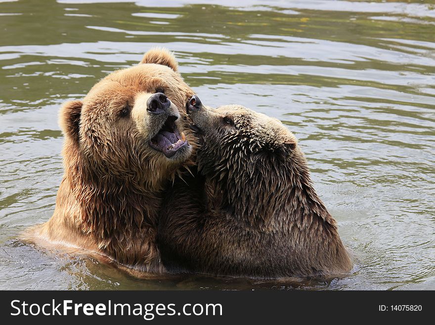 A photo of a brown bear